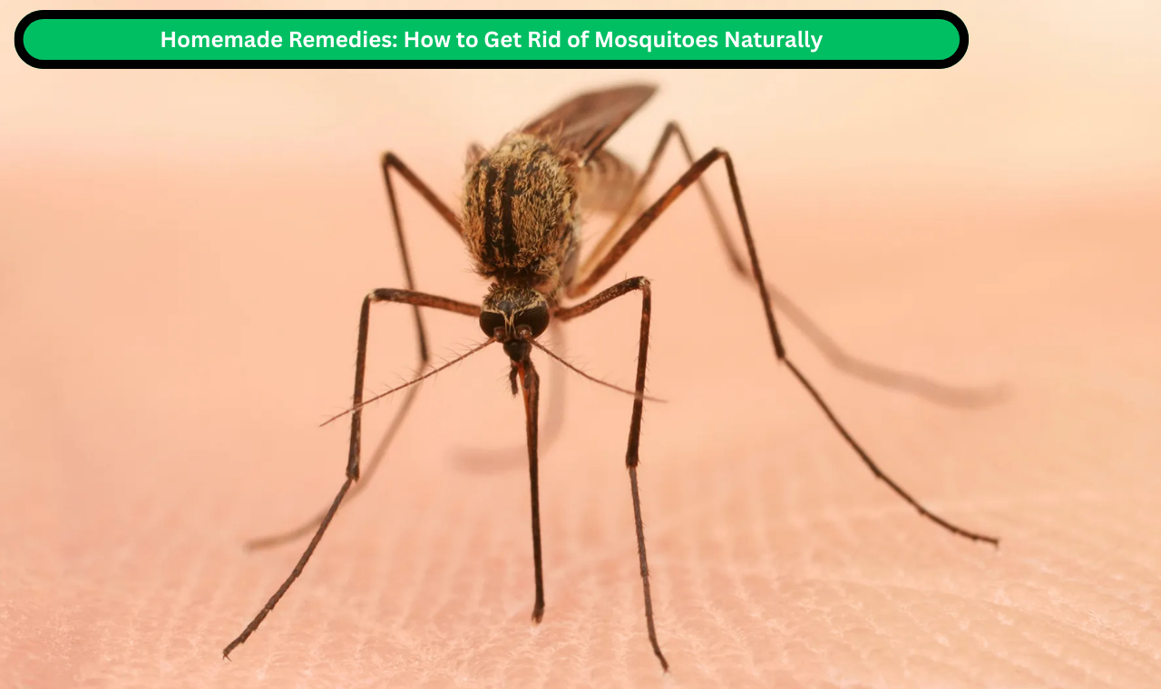 Homemade Remedies: How to Get Rid of Mosquitoes Naturally